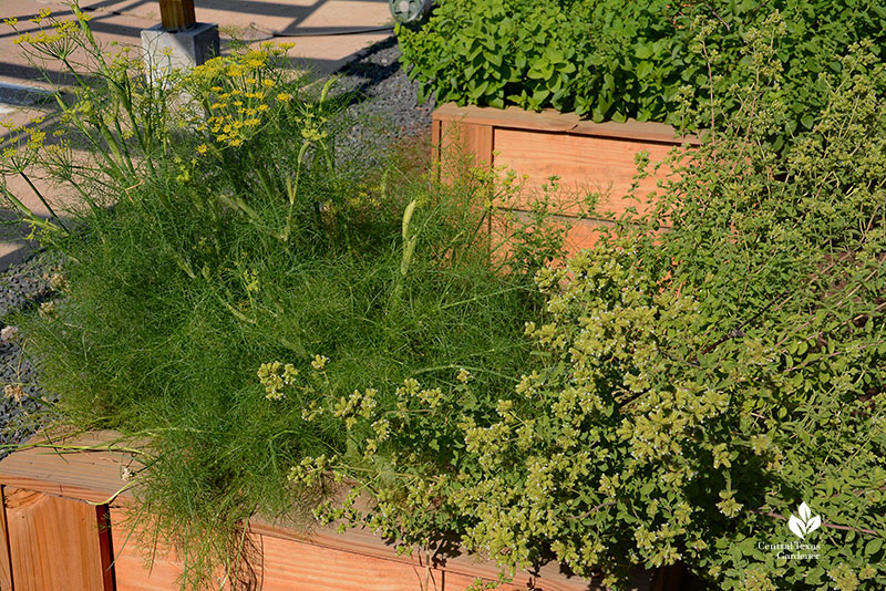 flowering dill and oregano plants