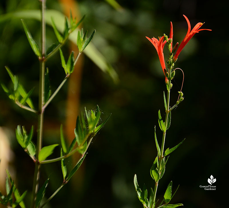 flame orange red tubular flower