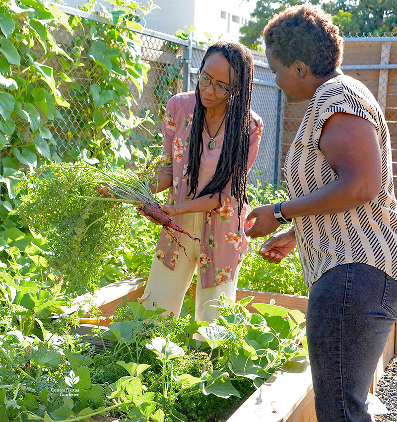 two women harvesting carrots