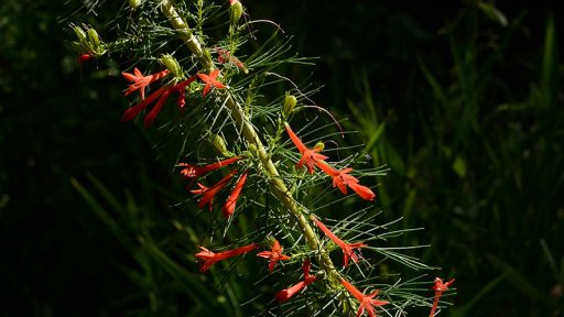 flame orange red small tubular flowers on long spike