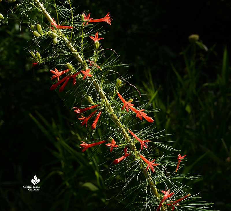 flame orange red small tubular flowers on long spike