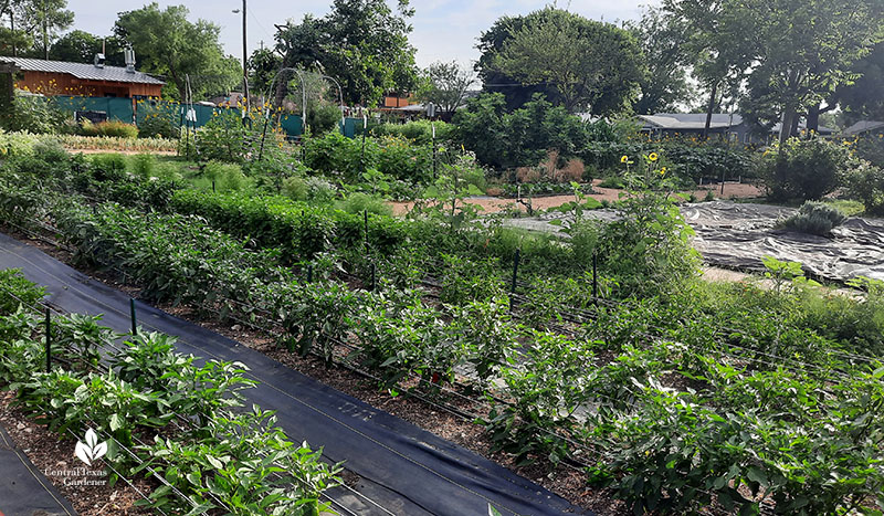 rows of vegetables in neighborhood plot