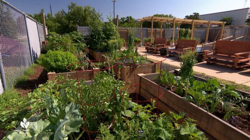 raised bed gardens