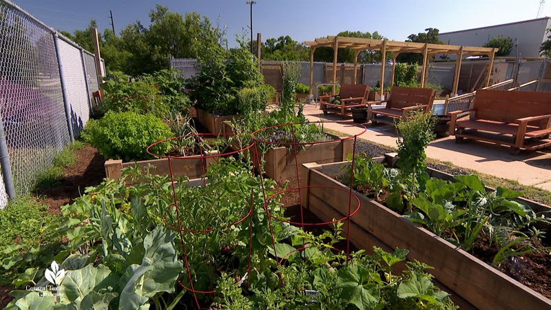 raised bed gardens 