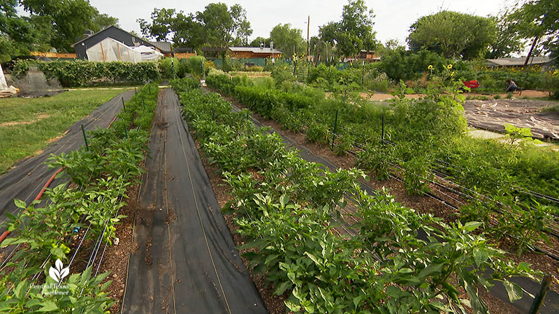 rows of vegetables to buildings in a neighborhood