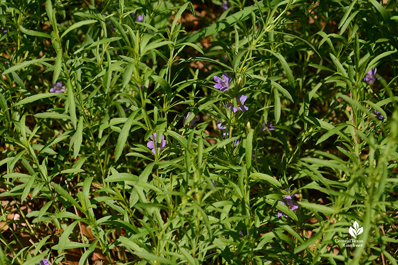 slender leaves small lavender flowers