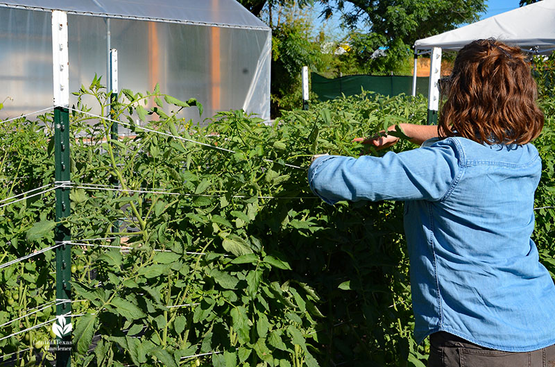woman tying back tomato plants on twine