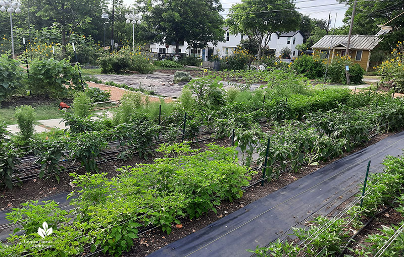 rows of peppers in neighborhood urban farm