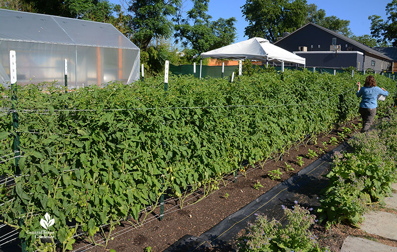 tall tomato plants woman carrying twine