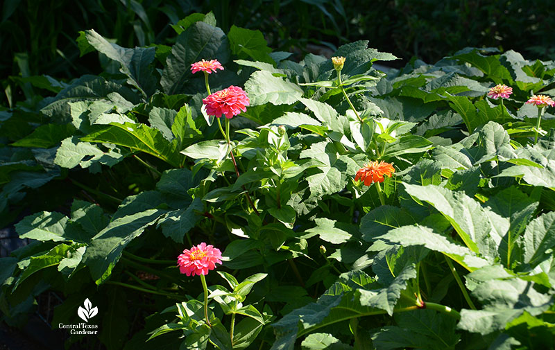 okra leaves and zinnia flowers