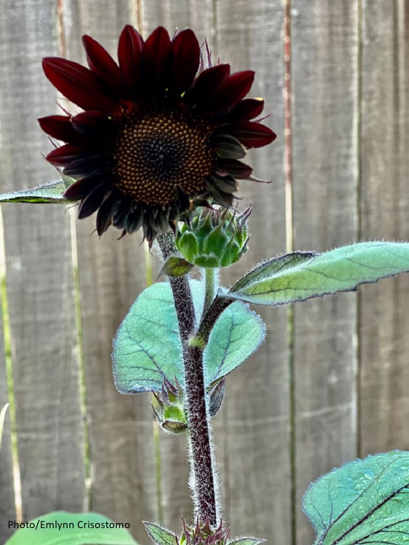 reddish chocolate colored sunflower