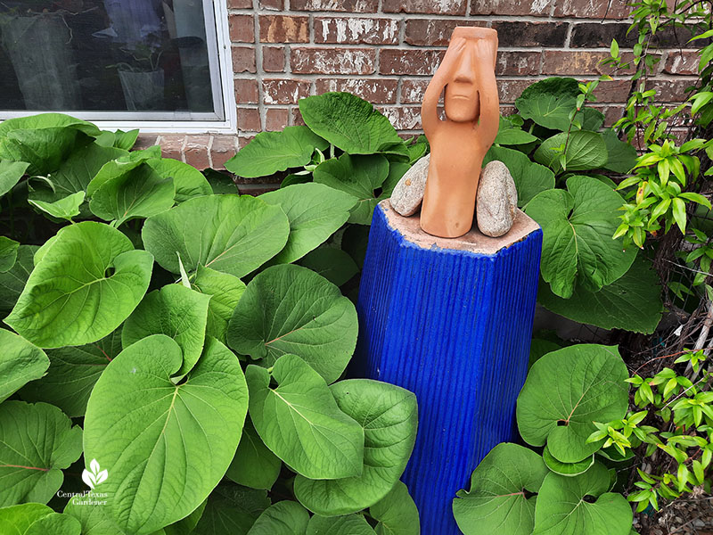 Hoja Santa plant next to See No Evil figurine atop blue pedestal  