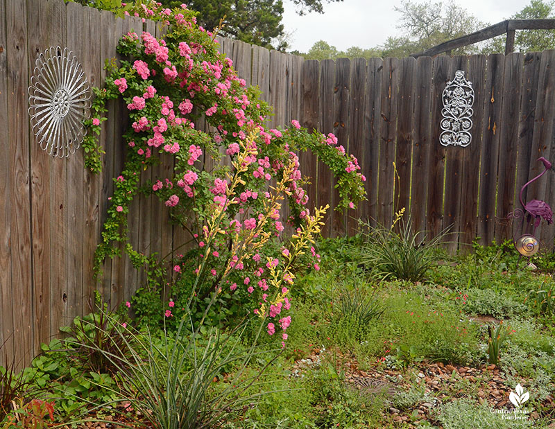 pink rose yellow flowers on yucca silver art on fence