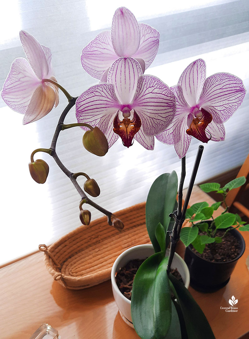 tall orchid stems with flowers on table in front of shaded window