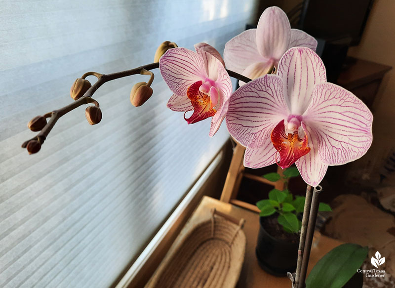 orchid flowers in orchid pot on table next to window shade