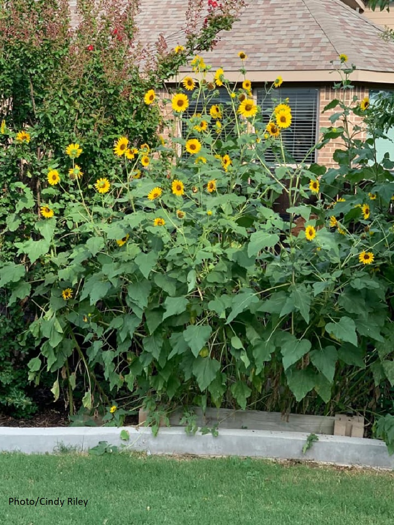 big sunflower stand in front of house