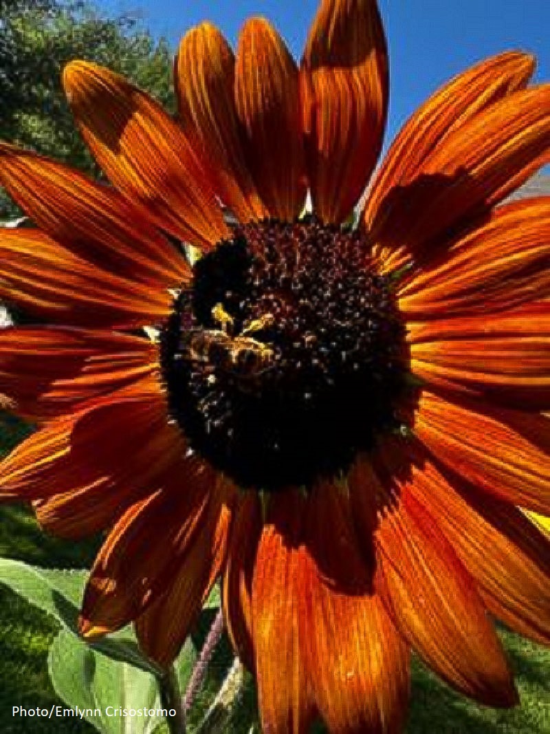 flame orange red sunflower