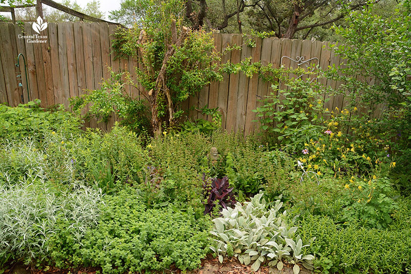 silver green and flowering plants against fence