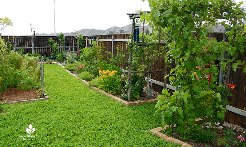 fence border grape arbor perennial flowers and small trees