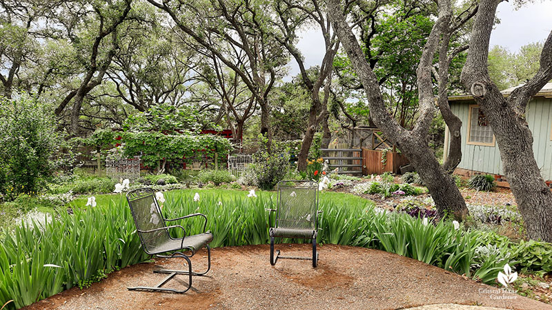 white flowering iris bordering patio chairs against live oak trees garden
