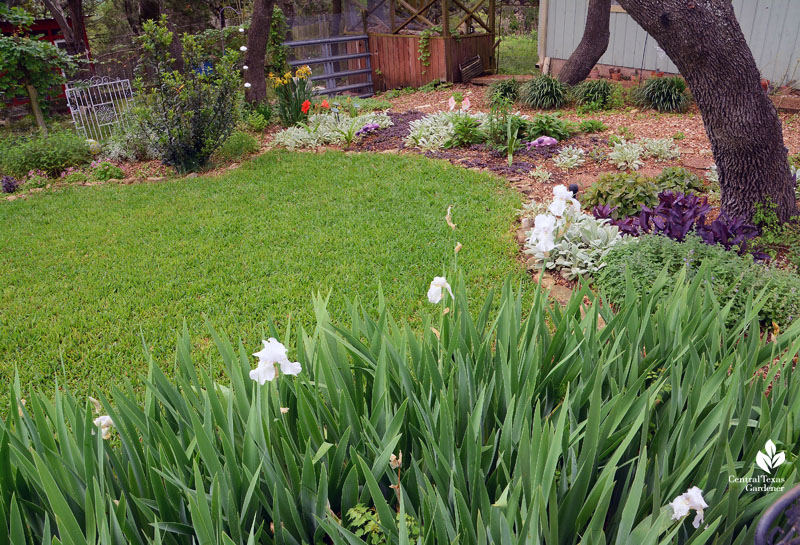 bearded iris to grassy circle and garden borders