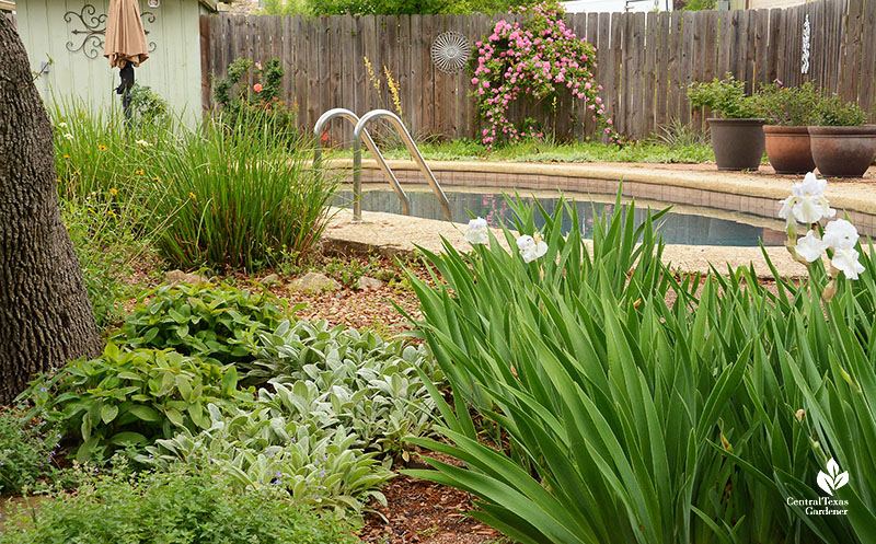 iris plants frame swimming pool and roses along fence