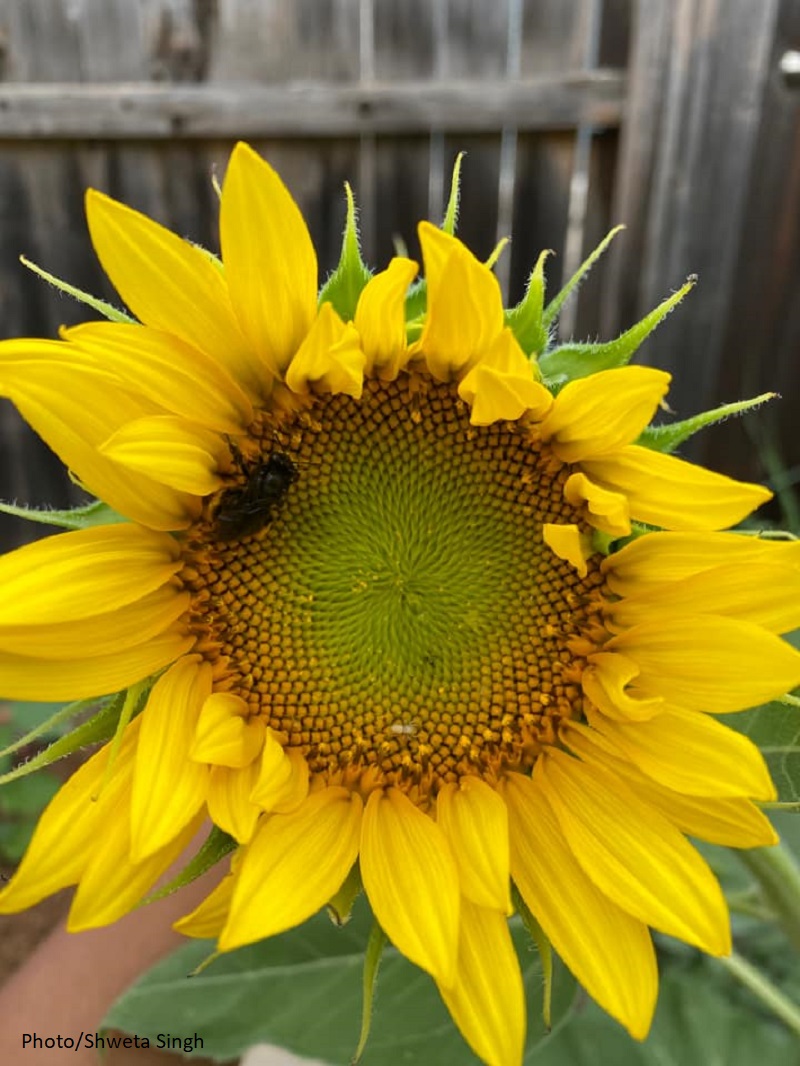 bumblebee on large sunflower