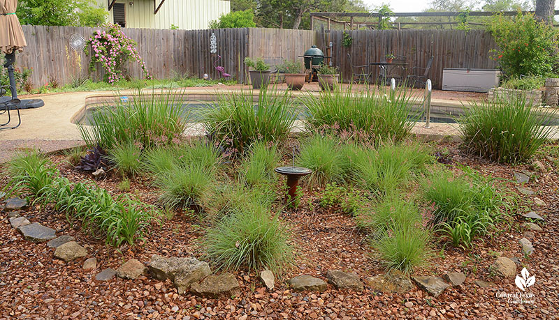 grassy and upright plants in circle bed near swimming pool