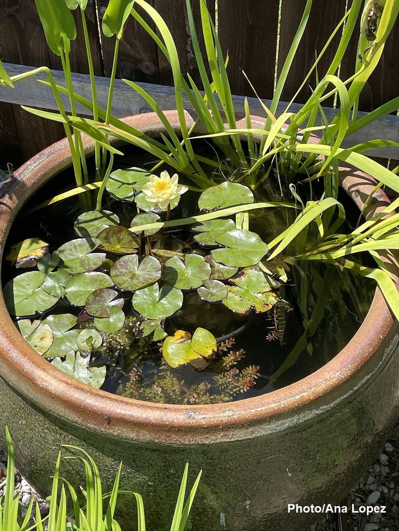 yellow water lily in water pot 