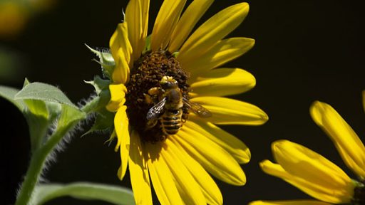 bumblebee on sunflower