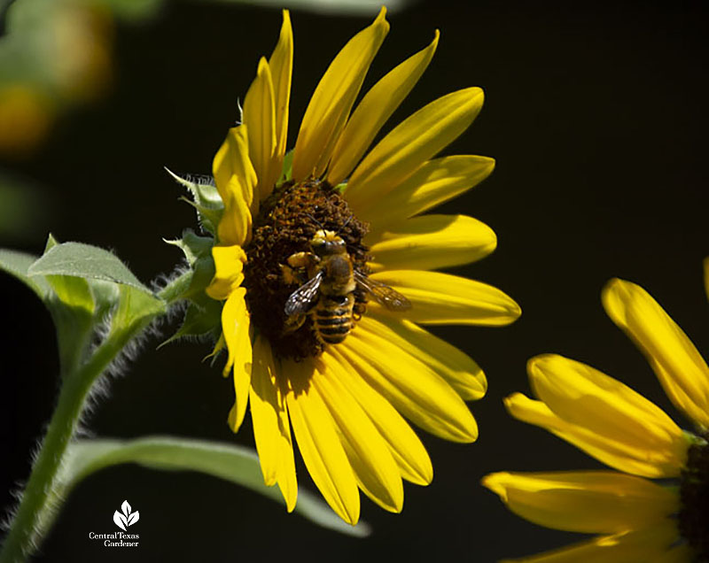 bumblebee on sunflower