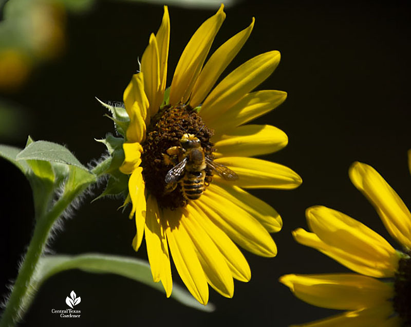 Indian Sunflower Fabric - Urban American Dry Goods Co.