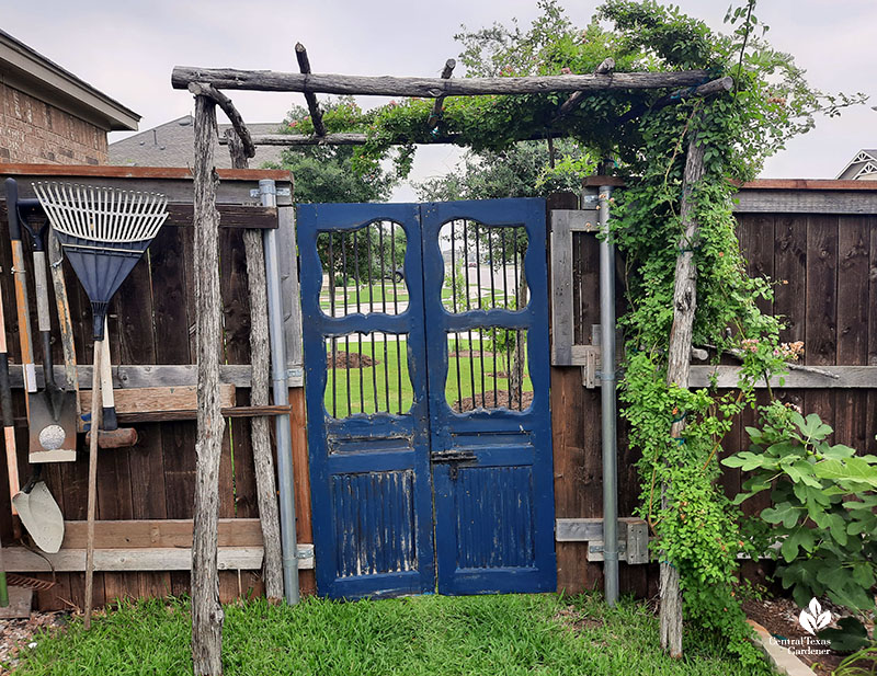 antique gate cedar arbor climbing rose 