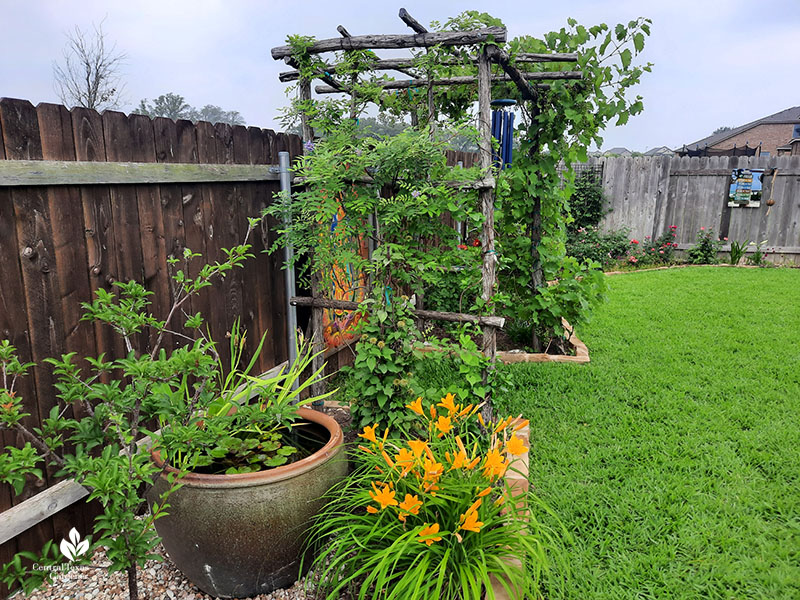 water pot next to gold daylilies and grape arbor in narrow bed along fence