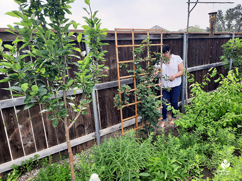 woman next to raspberry trellis with fig tree and perennials 