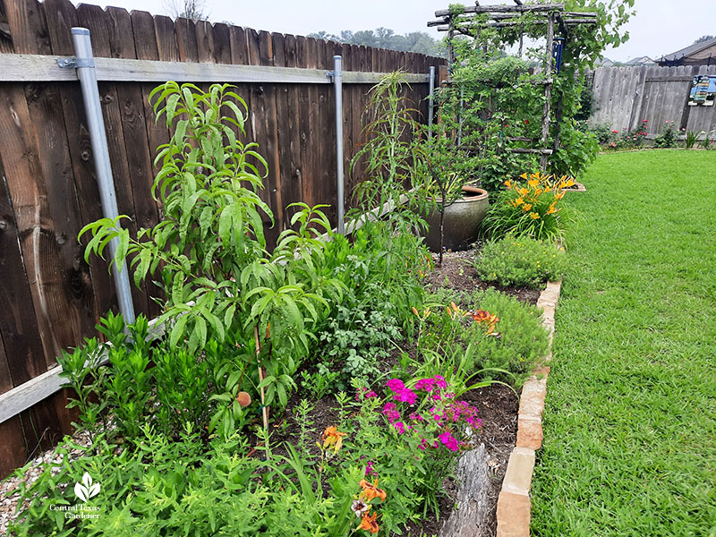 peach tree and flowers against fence in long narrow bed