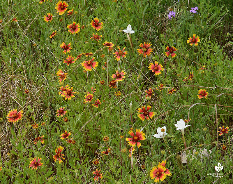 wildflowers and white rain lily