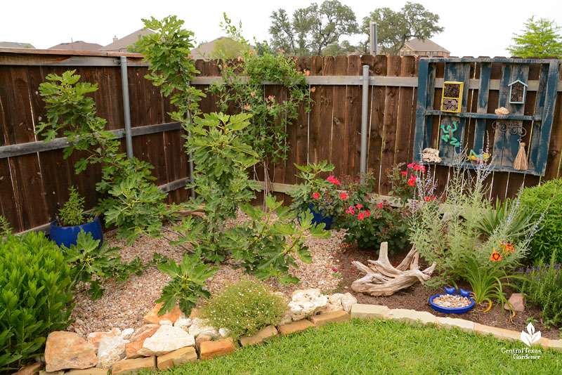 corner fence garden bed small trees and perennials and blue wooden display case