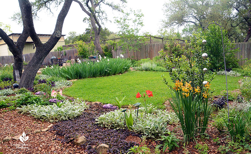 red and yellow flowers silvery groundcover river rock path to oak tree