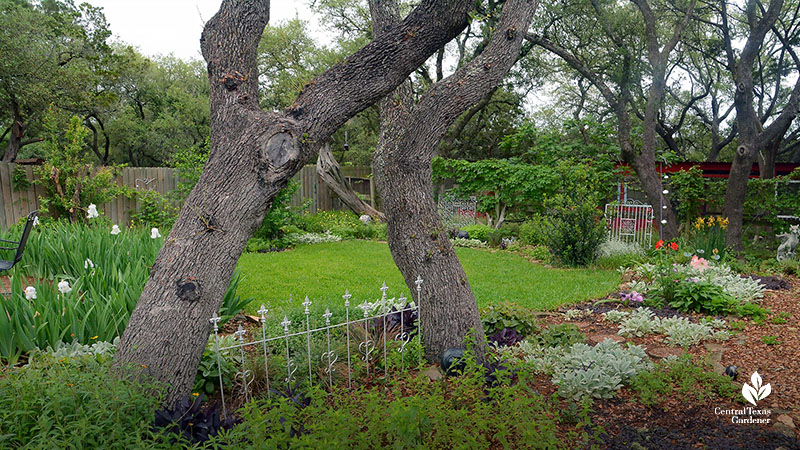 live oak tree silver rail accent against plants 