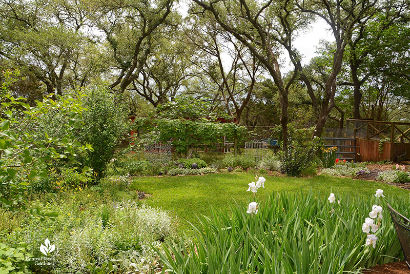 bearded iris grassy cove plant borders