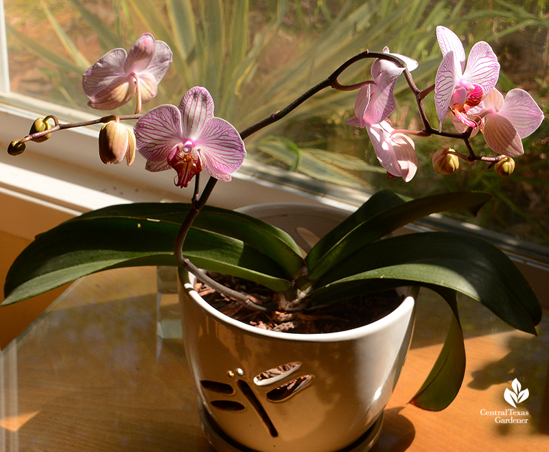 pink and white orchid flowers in white orchid pot on a table next to a window