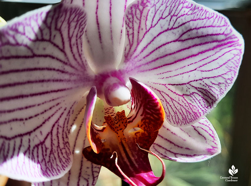 closeup of orchid flower