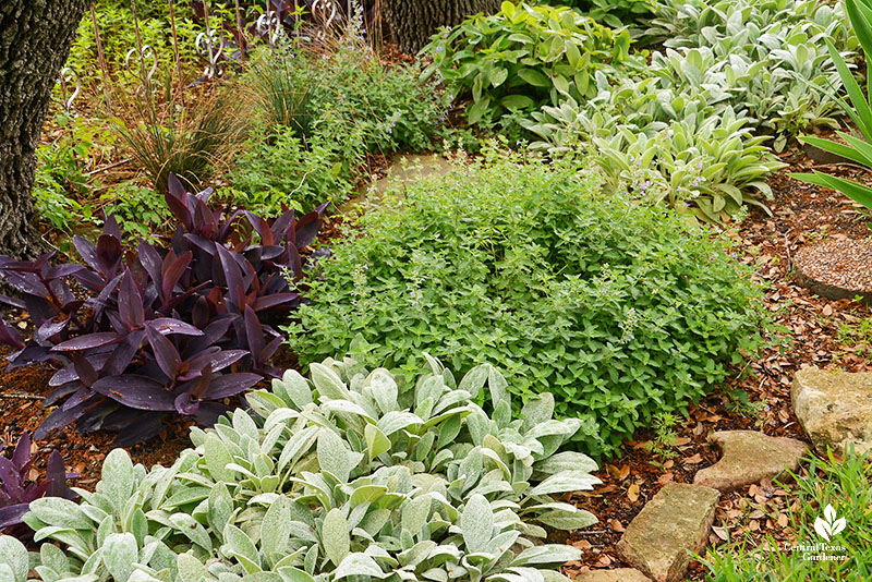 silvery plants with purple plants and catmint 