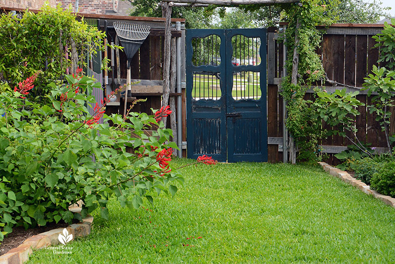 blue antique gate lawn red coral bean flowers