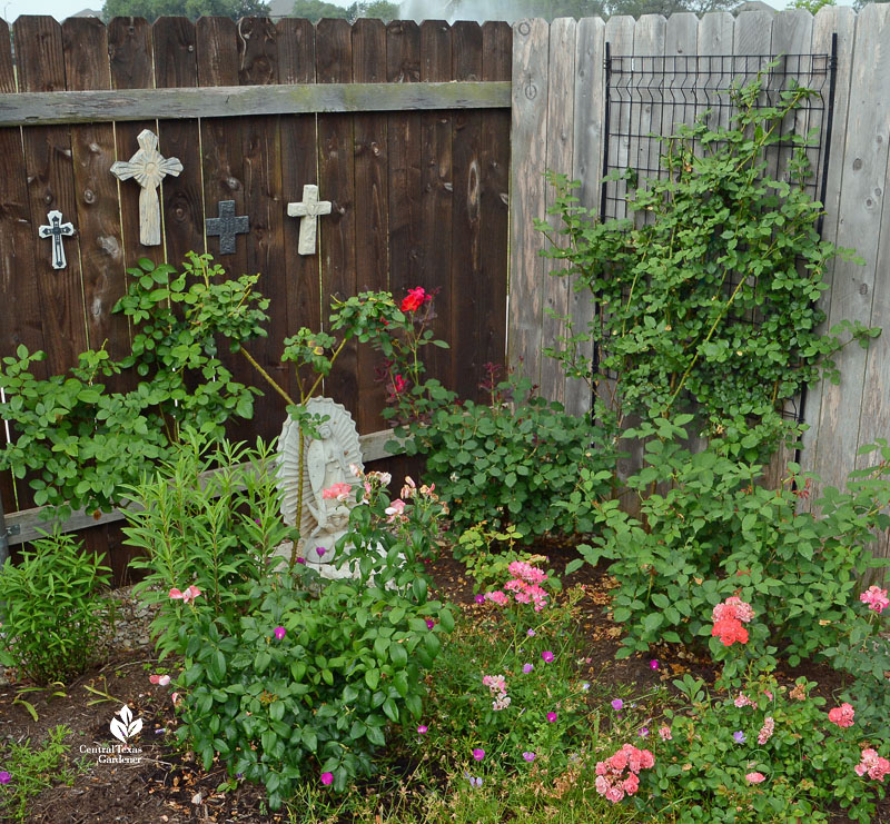 roses in ground and one on wire panel