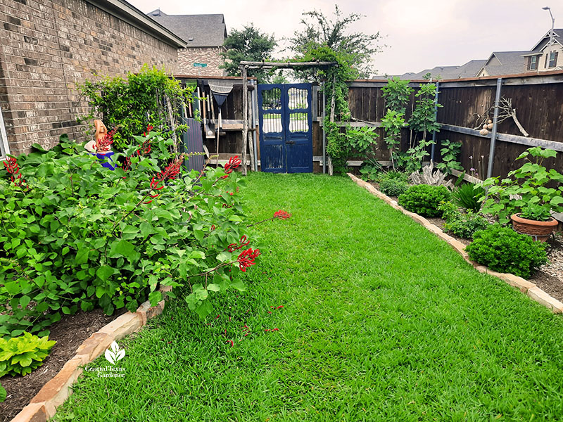 lawn and garden beds to antique blue gate red coral bean plant bending over stone border