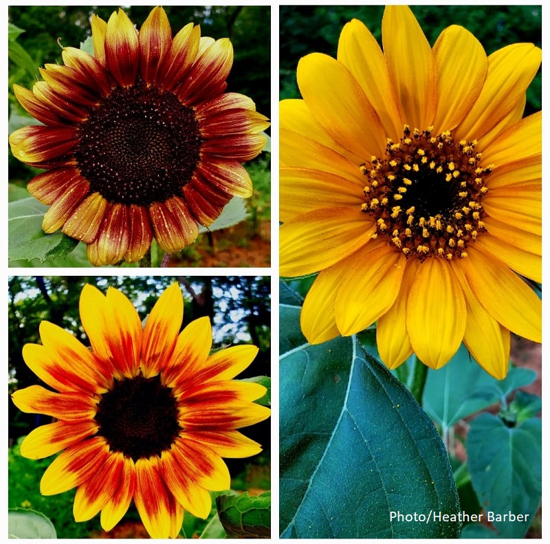 three different colors of sunflowers