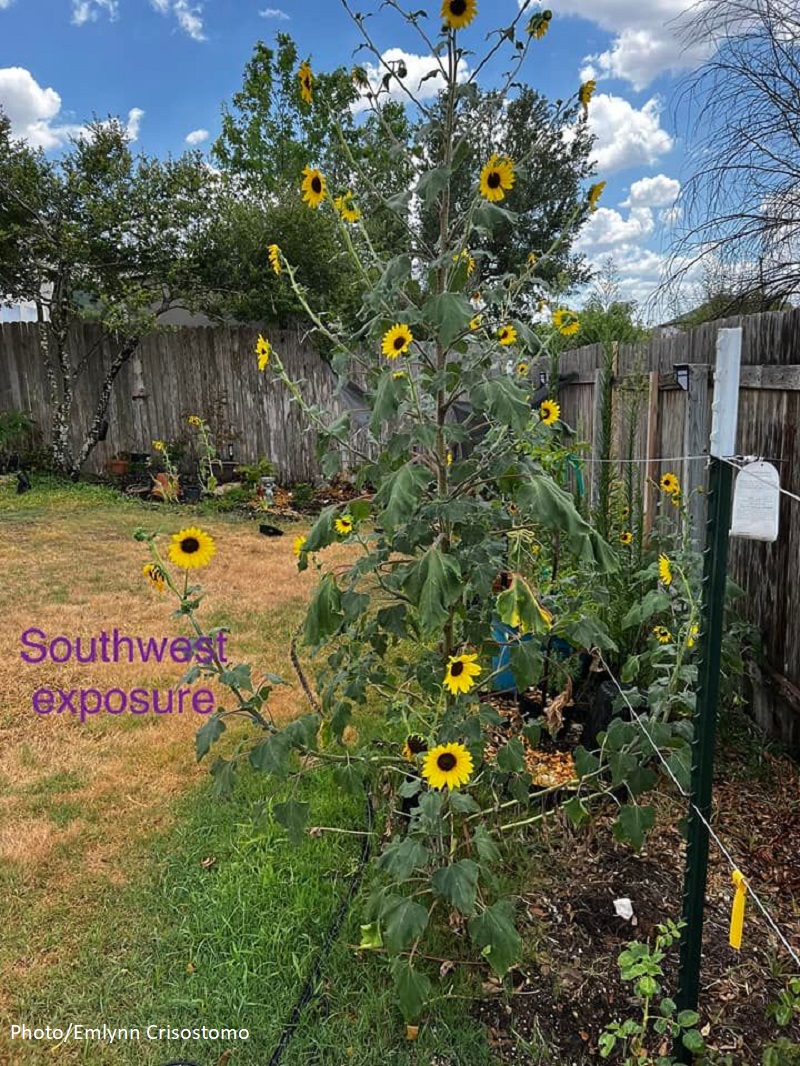 sunflowers along a fence