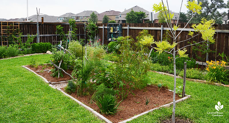 vegetable garden island in lawn fence flower bed beyond